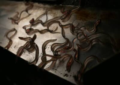 La magie de l’anguille – Un voyage extraordinaire au cœur du Marais poitevin