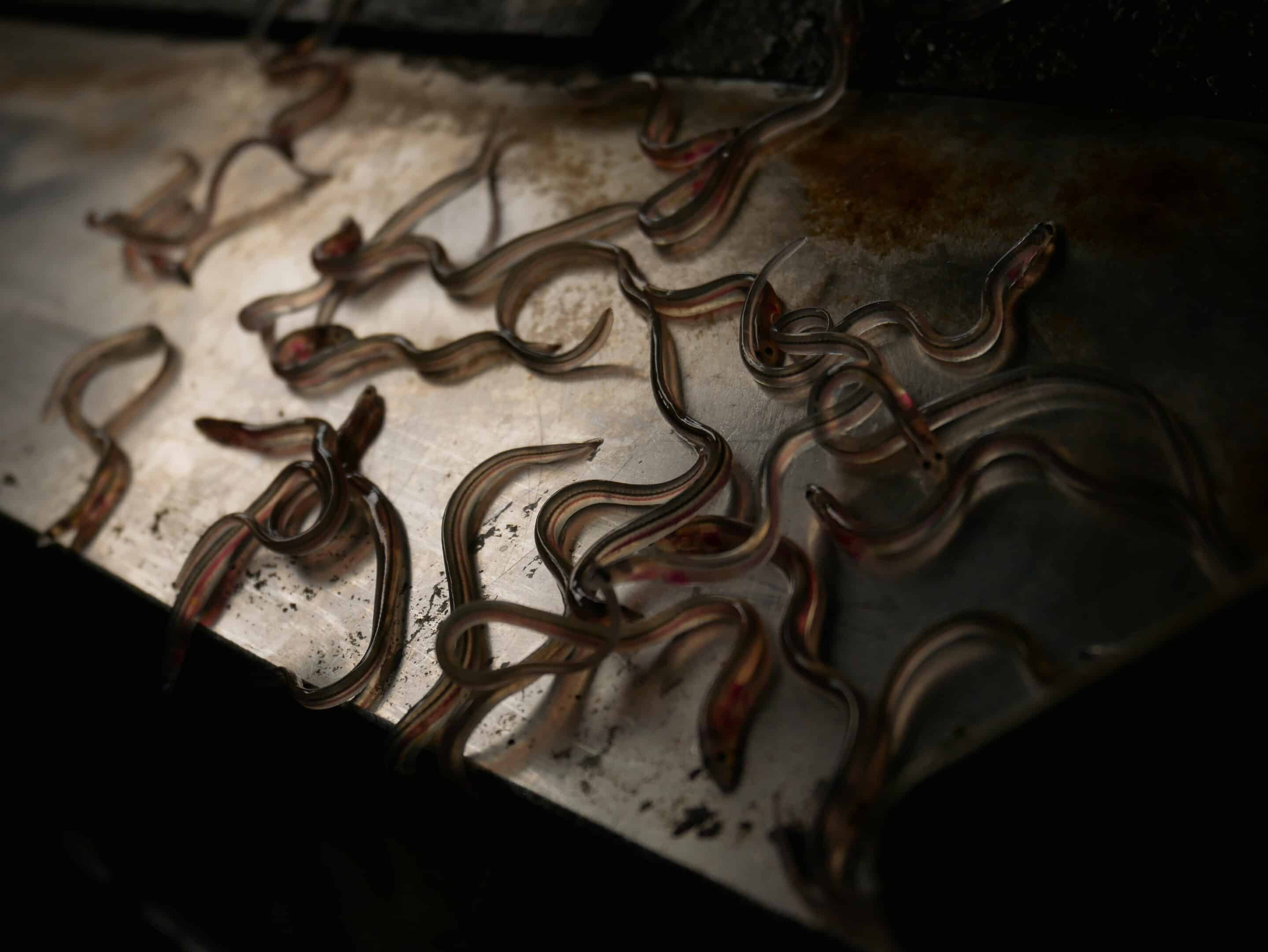 Photo: Parc naturel régional du Marais poitevin